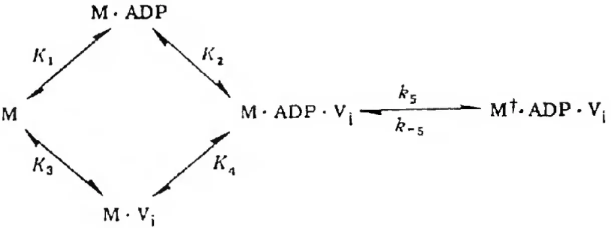 Figura 1.8 - Mecanismo de formação do complexo estável de vanadato. A formação de M-ADP-Vi  é rápida e reversível mas a isomerização é essencialmente irreversível, formando um complexo 