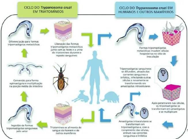 Figura 2.  Ciclo de vida do Trypanosoma cruzi. Fonte: ARGOLO et alii, 2008. 