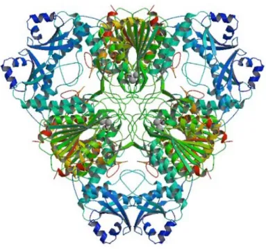 Figura 4. Estrutura tridimensional da Leucil aminopeptidase do cristalino bovino. 