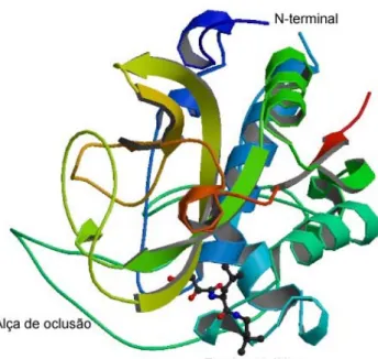 Figura  7. Estrutura tridimensional da catepsina B  de  Bos taurus  com a ligação do  inibidor E-64 em seu sítio catalítico