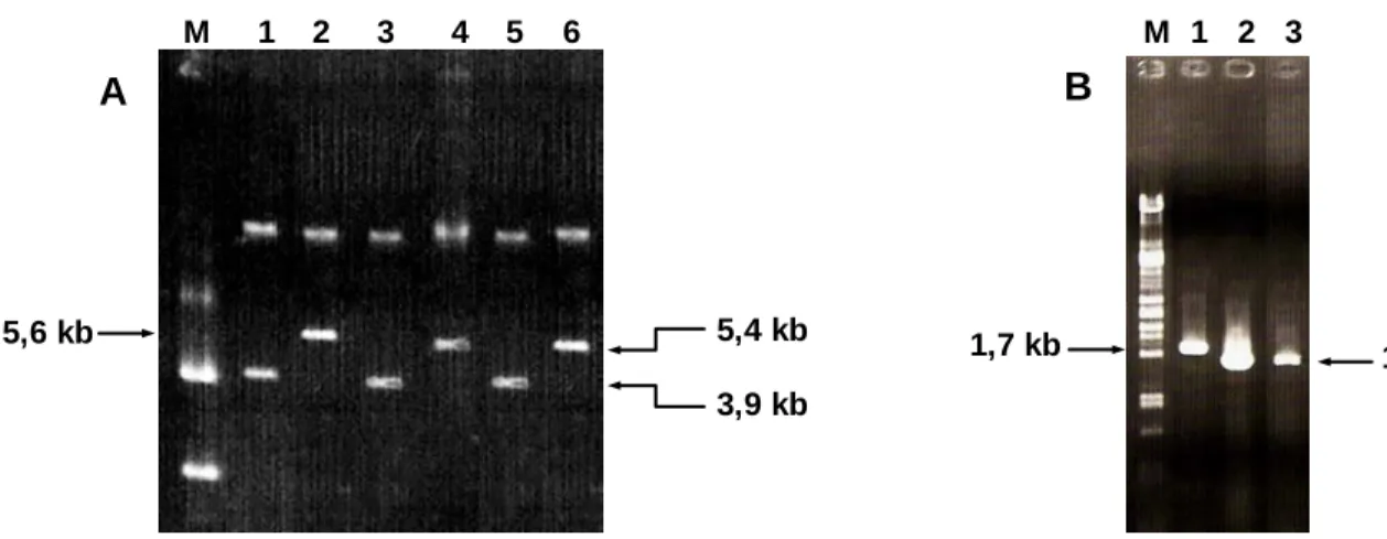 Figura 9. Padrão de migração dos plasmídeos extraídos por fenol-clorofórmio e  confirmação  dos  clones  recombinantes por PCR