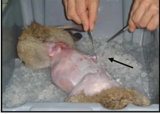 Figura  5  –  O  animal  foi  colocado  numa  tina  com  gelo  onde  primeiramente  se  retirou  o  tecido  conjuntivo  como  indicado  pela seta