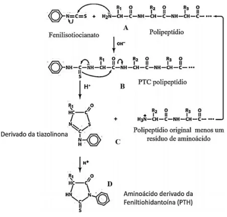 Figura  8  - Mecanismo  de  degradação  de  Edman,  Fenilisotiocianato reage  com  um grupo  amino-terminal  (A),  formando um derivado cíclico do feniltiocarbamoil (B), que em condições ácidas é clivado dando origem a um  derivado da tiazolinona(C) que é 