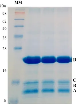 Figura  15  - Perfil da fração proteica em  gel  tris-glicina  corado com  commassie blue  e  usando o marcador de  massa  molecular  SeeBlue™ Plus2 Pre-stained Protein Standard  com  uma  mistura  de  10  proteínas  com  massa   entre 3 e 198 kDa.(MM) As 