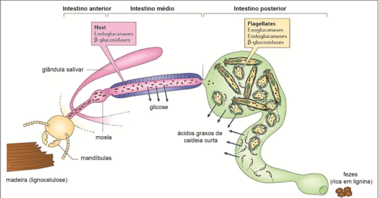 Figura  3.  Esquema  ilustrativo  representando  o  intestino  dos  cupins  e  as  enzimas  celulases  agindo  na  lignocelulose
