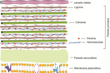 Figura  5.  Estrutura  da  parede  celular  vegetal.  A  lignocelulose  é  composta de  carboidratos  (celulose, hemicelulose, pectina)  e  lignina,  formando a parede primária de vegetais