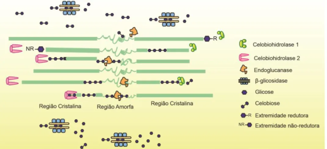 Figura  10.  Esquema  ilustrativo  da  atuação  das  enzimas  celulases.  Representação  das  enzimas  celulolíticas  endoglucanases,  exoglucanases  e  β-glicosidases  hidrolisando  a  celulose  amorfa  e  cristalina