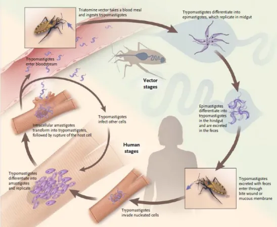 Figura 2. Ciclo de vida do parasito Trypanosoma cruzi. Fonte: BERN et al, 2011 