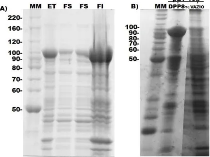 Figura  7.  Análise  da  expressão  da  proteína  DPP8Tc  recombinante  em  cultura  de  células  de  E