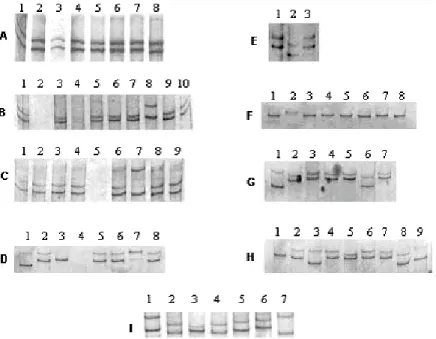 Fig. 1. SSCP analysis of PCR and RT-PCR products obtained with primers CVVa and CVVb. Panels A to G, direct PCR on isolates CVV-1, CVV-2, CVV-3, CVV-IV400, CVV-E1234, CVV-81A65 and CVV-CL903 respectively, carried out with E.coli colonies harbouring the RT-