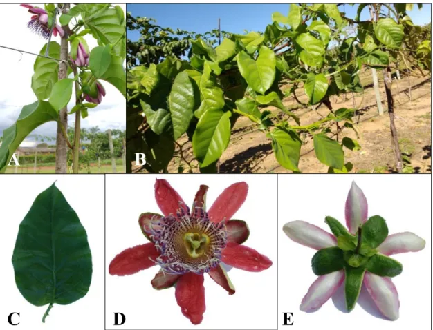 Figura 2. Cultivar Mel do Cerrado (Passiflora alata). A e B. Ramos de coloração verde arroxeada