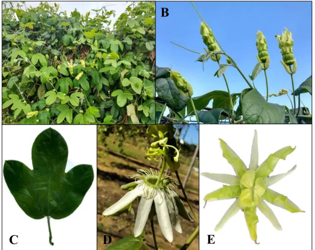 Figura 3. BRS Pérola do Cerrado (Passiflora setaceae D. C.) A e B. Planta na espaldeira com ramos de coloração verde  clara