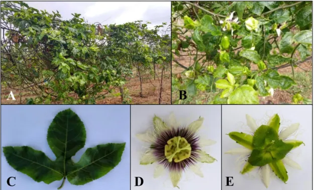 Figura 6. BRS Gigante Amarelo (Passiflora edulis Sims). A e B. Planta em espaldeira com ramos de coloração verde  arroxeada