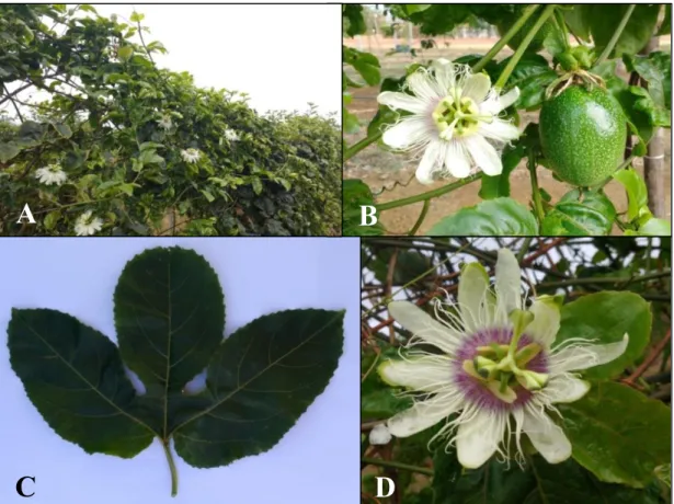 Figura 7. MAR20#19ROXOR4 x ECRAMP3R3 (Passiflora edulis Sims). A e B. Planta em espaldeira com ramos de  coloração  verde  arroxeada