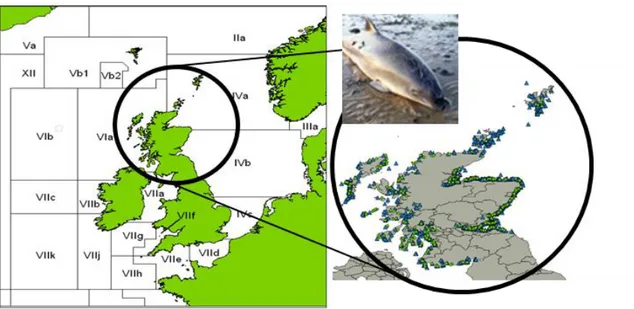 Figure 3.1 - Harbour porpoises stranded in Scotland (1989-2016) 