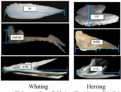 Figure 3.2 - Standard measures for otoliths and fish jaw bones 