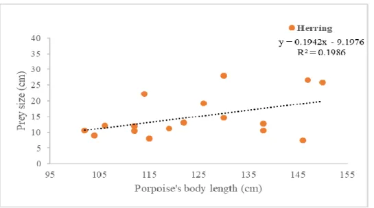 Figure 4.7- Herring length (cm) vs Porpoise length (cm) 