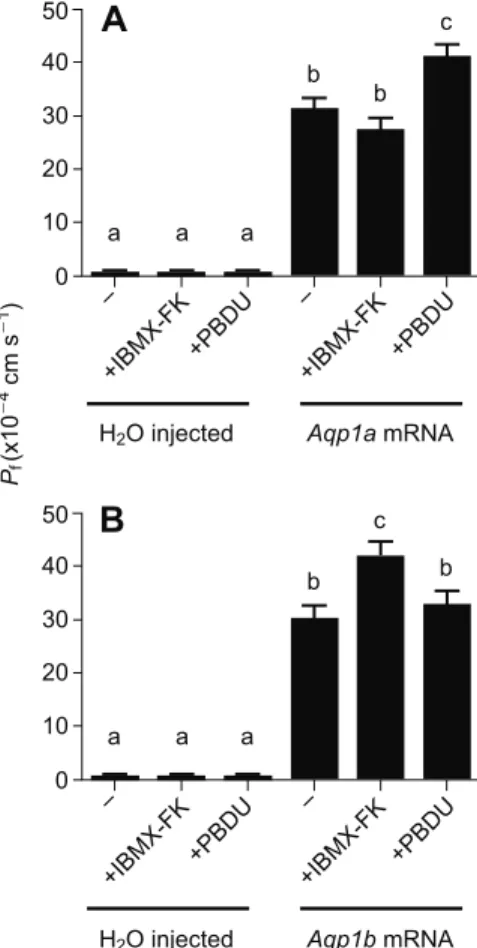 Fig. 3. Osmotic water permeability ( P f ) in Xenopus laevis oocytes expressing Aqp1a or Aqp1b in response to IBMX-FK or PDBU