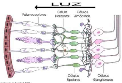 Figura 3. Representação esquemática da organização celular na retina. 