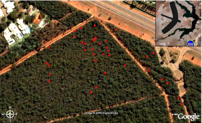 Figura 5. Imagem aérea da entrada do JBB. Os pontos vermelhos representam a localização de algumas  árvores de goma que tiveram suas folhas medidas
