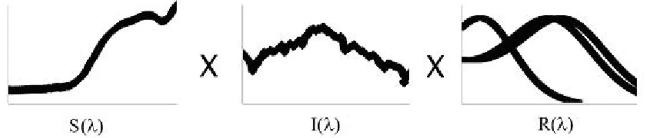 Figura 6. Exemplo de cálculo da captação quântica nos fotorreceptores. R(λ) representa a curva de  refletância espectral do fruto maduro de Brosimum gaudichaudii