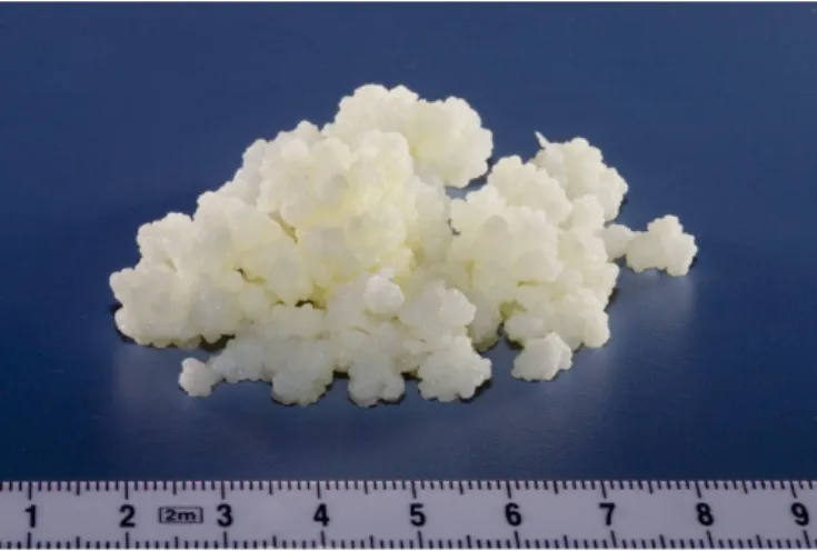 Figure 5- Kefir grains (Kniesel 2017) 