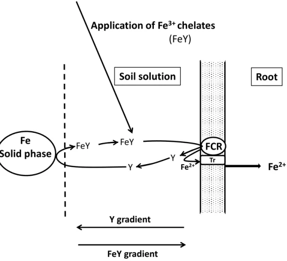 Figure  1.13  Model  for  the  mechanism  of  action  of  Fe  chelates  in  soils.  FeY=Fe 3+