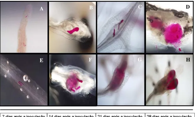Figura 5. Progresso da infecção por nematoides (M. incognita) de galha em raízes de soja susceptível