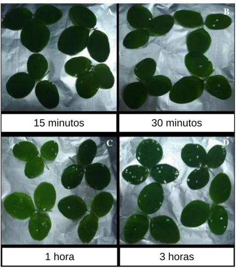 Figura 7: Bioensaio de soja com lagartas de quarto instar de A. gemmatalis. (A) Folhas de soja após 15  minutos de exposição às lagartas de A