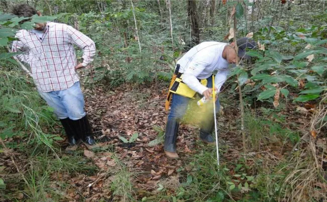 Figura  1.2:  Demarcação  das  unidades  amostrais  para  o  inventário  florestal  em  um  fragmento de cerradão localizado no Parque Estadual do Lajeado, Palmas, TO