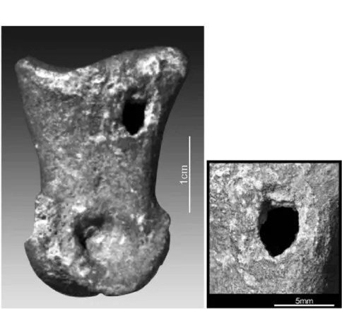 FIGURE 6. Red deer (Cervus elaphus) second phalanx with a hole of unknown origin, possibly of human origin for bone marrow extraction or else by carnivore teeth.