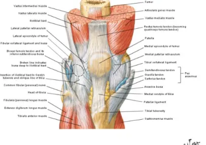 Figura 2 - Vista interior do joelho. A - vista inferior. B - vista superior. (a partir de “Atlas of Human  Anatomy”, Plate 496, 2010) (23) 