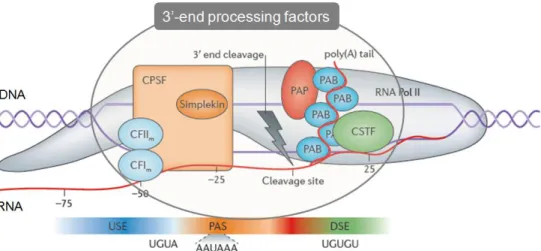 Figure  1  |  Core  pre-mRNA  3’end  processing  machinery  and  cis  regulatory  elements