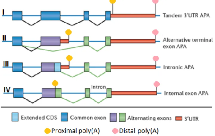 Figure  2  | Four  different  mechanisms  of  APA  depending  on the  PA  sites location