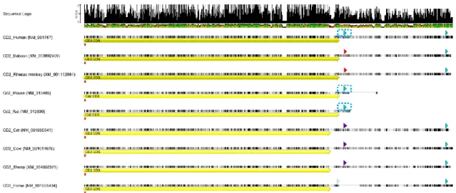 Figure 5 | CD2 mRNA sequence alignment in several mammals. CD2 mRNA coding (yellow long arrow) and 3’-UTR  sequence  conservation  among  several  mammals,  revealing  a  70,9%  pairwise  percent  identity  value
