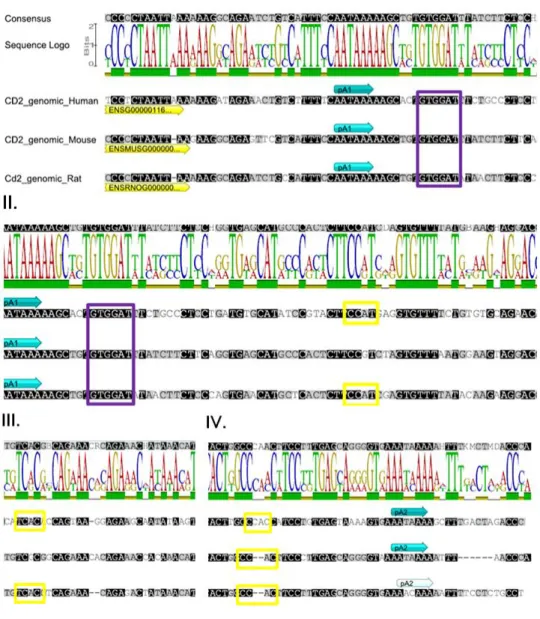 Figure  6  |  Close-up  on  genomic  alignment  for  CD2  3’-UTR  sequences  (human,  mouse  and  rat)