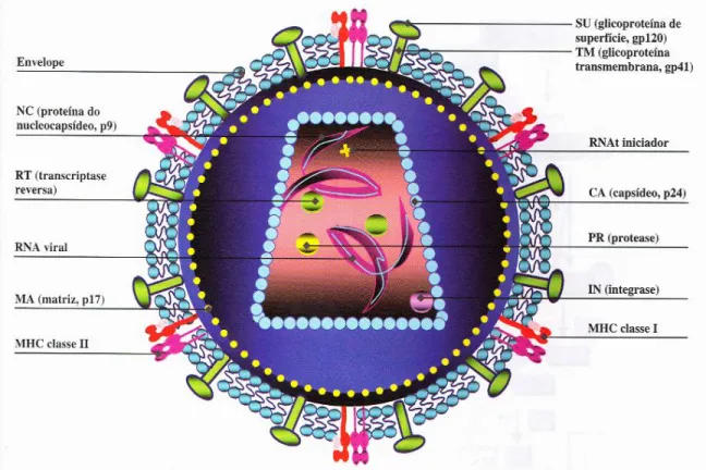 Figura  1.3.  Estrutura  da  partícula  vira  do  HIV-1.  O  HIV-1  é  envolto  por  um  envelope  de  natureza  lipoprotéica