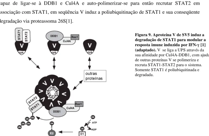 Figura 9. Aproteína V de SV5 induz a  degradação de STAT1 para modular a  resposta imune induzida por IFN-   [1] 