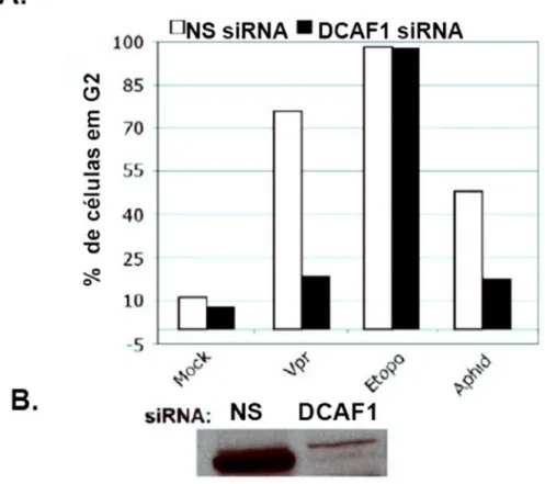 Figura 12. Função de DCAF1 no bloqueio do ciclo celular induzido por Vpr.  Células Hela foram transfectadas  com NE-siRNA e DCAF1-siRNA