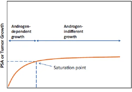 Figura  1.  Modelo  de  saturação.  Este  modelo  mostra  que  a  testosterona  tem  um  maior  efeito  no  crescimento do CaP em níveis baixos de T do que em níveis altos