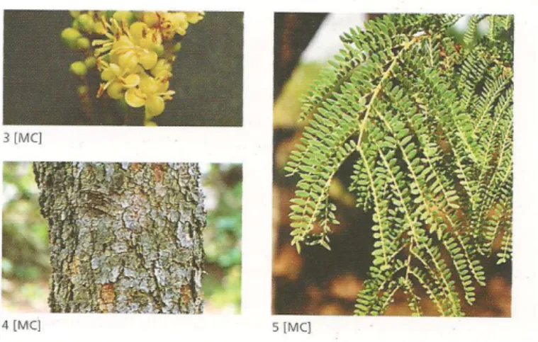 Figura  3  –  Detalhes  da  floração,  do  tronco  e  dos  foliolulos  de  Dimorphandra  mollis  Benth