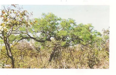 Figura 5 – Árvores de Enterolobium gummiferum Mart. no Cerrado sensu restrito.  Fonte: 