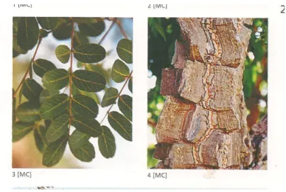 Figura 7 – Folhas e tronco com aspecto de cortiça de Enterolobium gummiferum Mart.