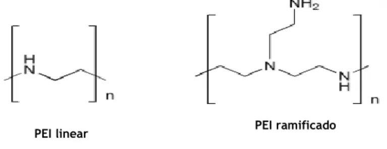Figura 13: Estruturas químicas do PEI. Adaptada de: (Di Gioia &amp; Conese, 2008)