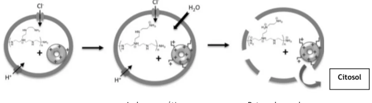Figura 14: Proton Sponge Effect. Adaptada de (Neuberg et al., 2014)