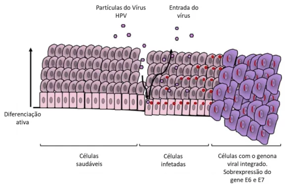 Figura 1 - Ciclo de vida do vírus HPV. Adaptado de (Chabeda et al., 2018) 