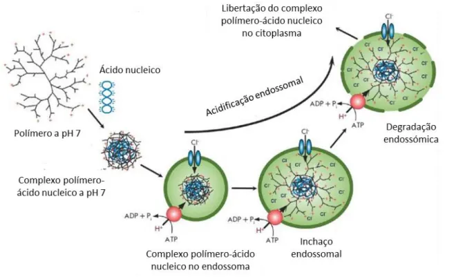 Figura  6  -  Representação  esquemática  da  hipótese  da  esponja  de protões.  Adaptado de  (Nikitenko et  al., 2013)