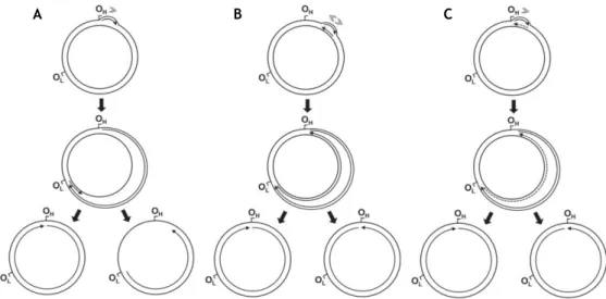 Figura 3 – Modelos de replicação do ADNmt de mamíferos. (A) deslocamento de cadeias; (B)  acoplamento de cadeias; (C) incorporação de ARN ao longo da cadeia retardada
