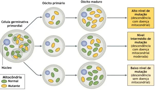 Figura 4 – Heteroplasmia do ADNmt. As mitocôndrias são aleatoriamente segregadas através do processo  de divisão celular para os oócitos primários