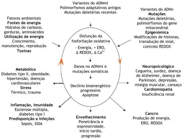 Figura 5 – Paradigma mitocondrial que explica as complexidades genéticas e fenotípicas da disfunção  mitocondrial